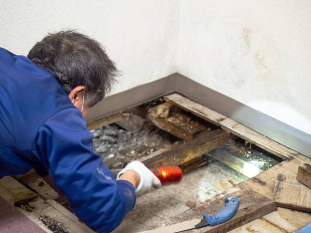 Best Industrial Mold Remediation in Plainview, MN