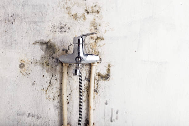 Best Post-Flood Mold Remediation in Plainview, MN
