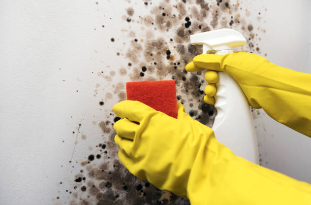 Best Basement Mold Remediation in Plainview, MN
