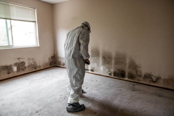 Best White Mold Remediation in Plainview, MN